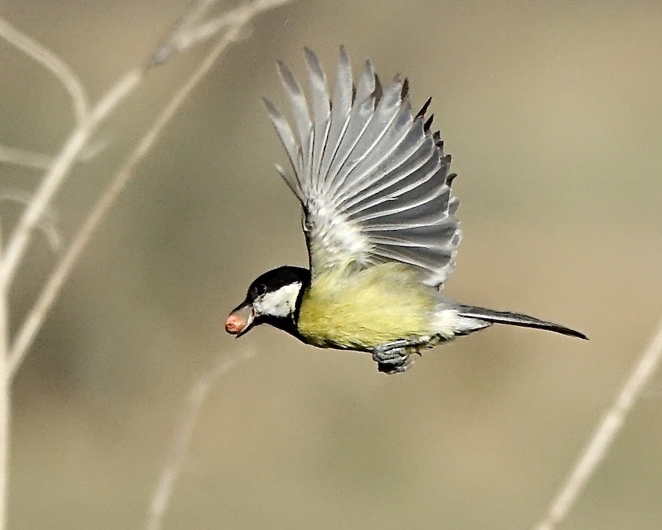 great tit